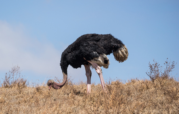 ostrich