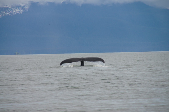 Whale watching tour in juneau alaska