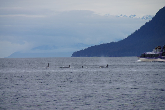 Got lucky to see 4 Orca's